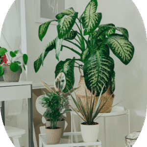 Parlor Palm